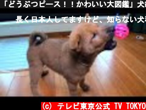 「どうぶつピース！！かわいい大図鑑」犬編（111）日本犬図鑑：美濃柴犬  (c) テレビ東京公式 TV TOKYO